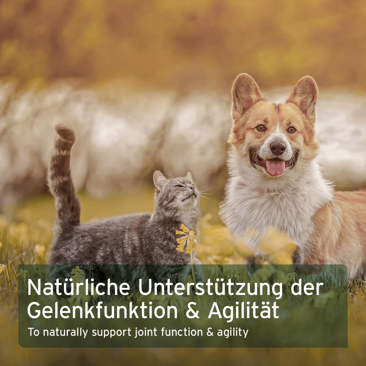 AniForte Afrikanische Teufelskralle für Hunde & Katzen 500g - Teufelskrallen Pulver für Sehnen & Bänder, Gelenkpulver zur Unterstützung der Beweglichkeit & Gelenkfunktion