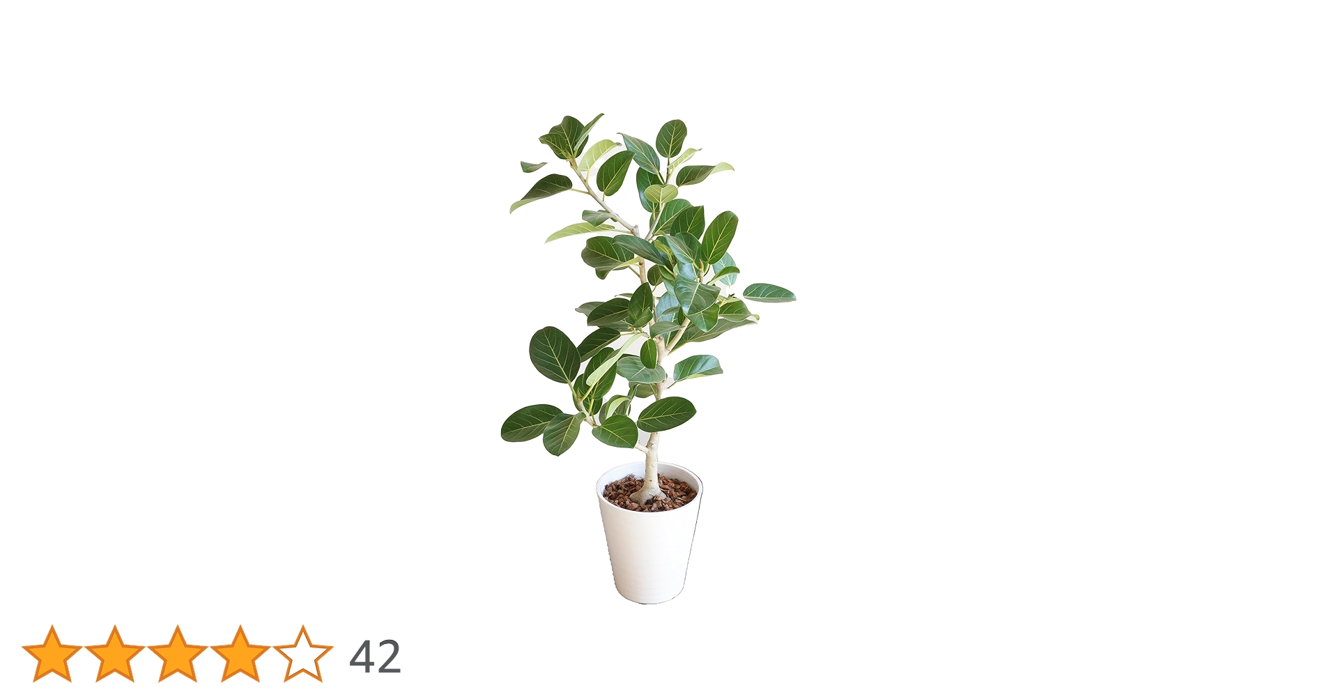 71ooQJavtJL.jpg_BO30,255,255,