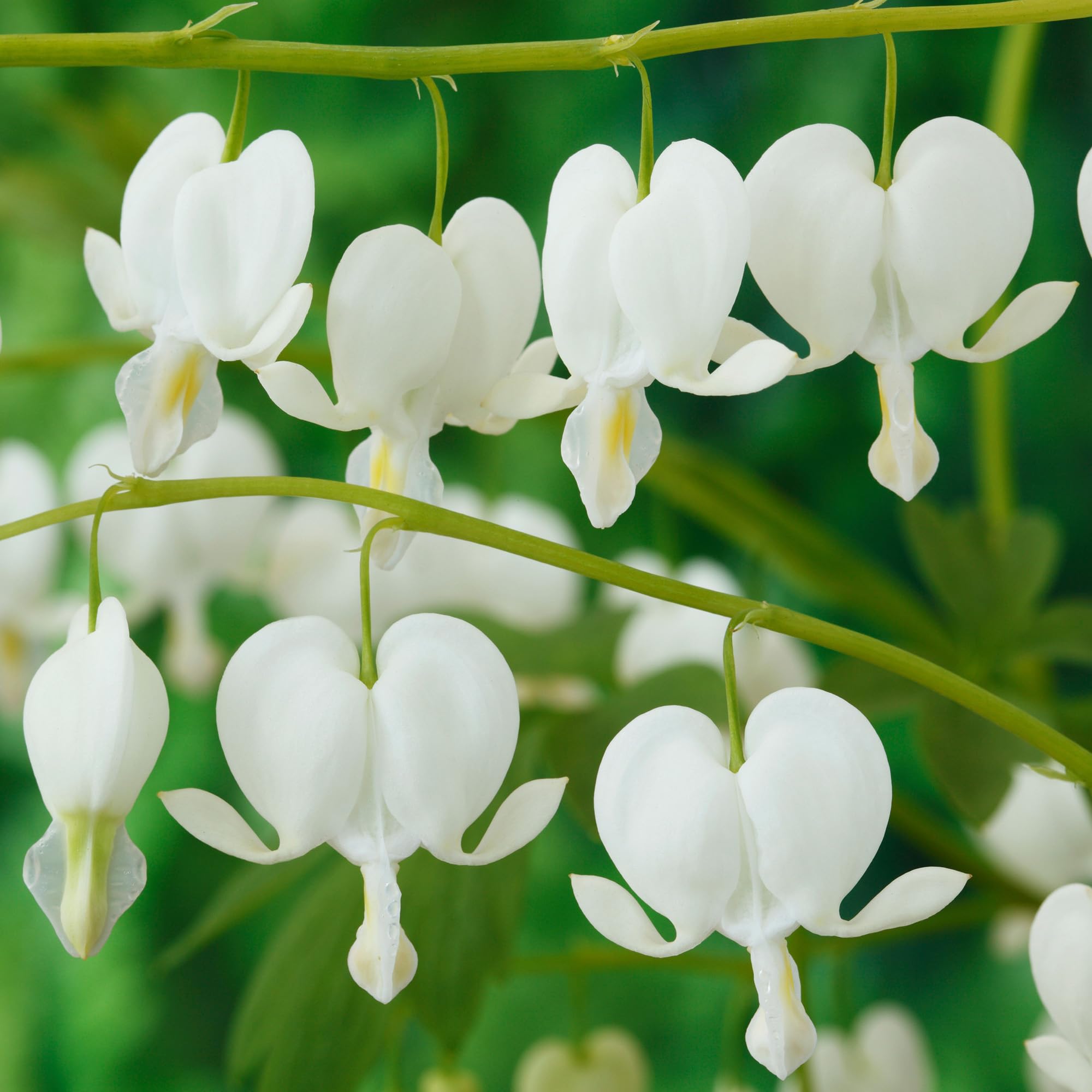 White Bleeding Heart Plant Dicentra Alba – Live Outdoor Hardy Perennial – Heart-Shaped White Flowers – Shade-Loving Garden Plant – Ideal for Borders and Containers (3 Litre Pot, 20-30 cm)
