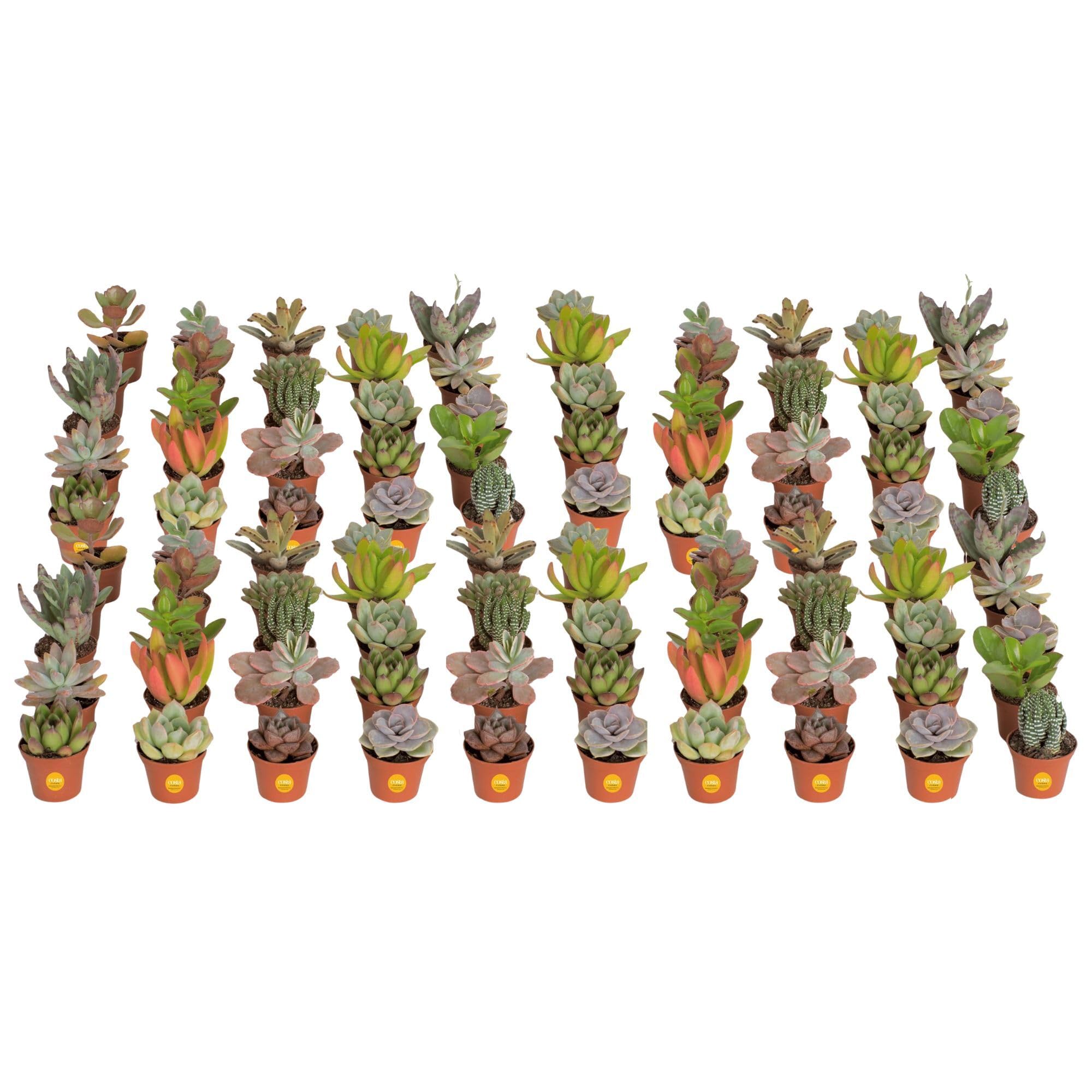 Costa Farms Mini Succulent Live Plants in Plastic Pots, Easy to Maintain Indoor Succulents, Assorted Variety Houseplants for Room Decor, House Warming or Party Favors, 2-3.5 Inches Tall, Pack of 100