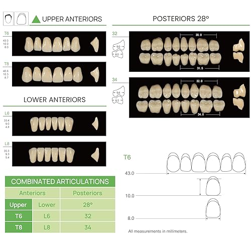 Miniatura 3 de Dentadura de resina acrílica dental, dientes falsos A2 T6, resina de polímero sintético, dientes falsos para materiales dentales, Halloween,