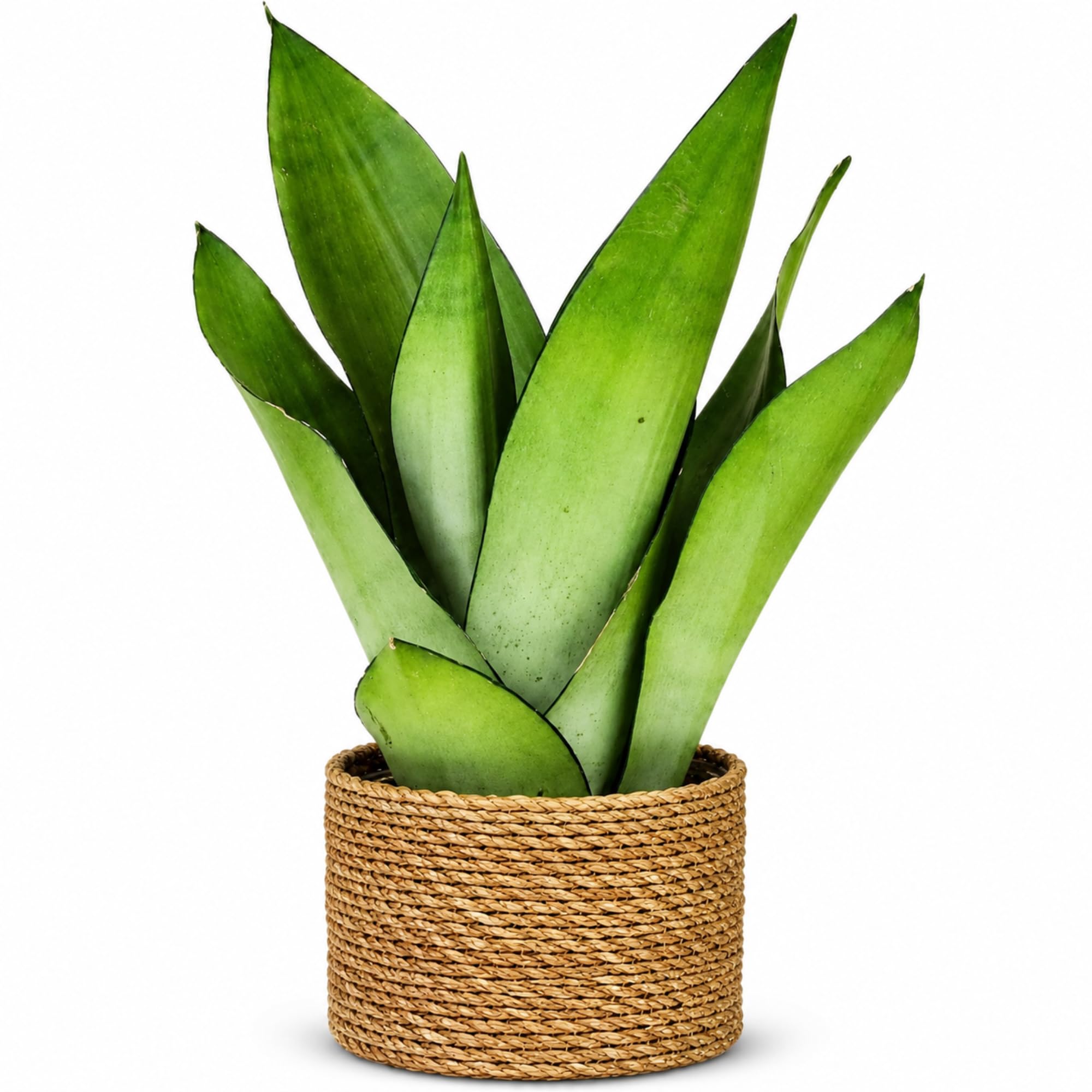 Amazon.com: Sansevieria Moonshine Live Plant 4 Inch - Rare Silver