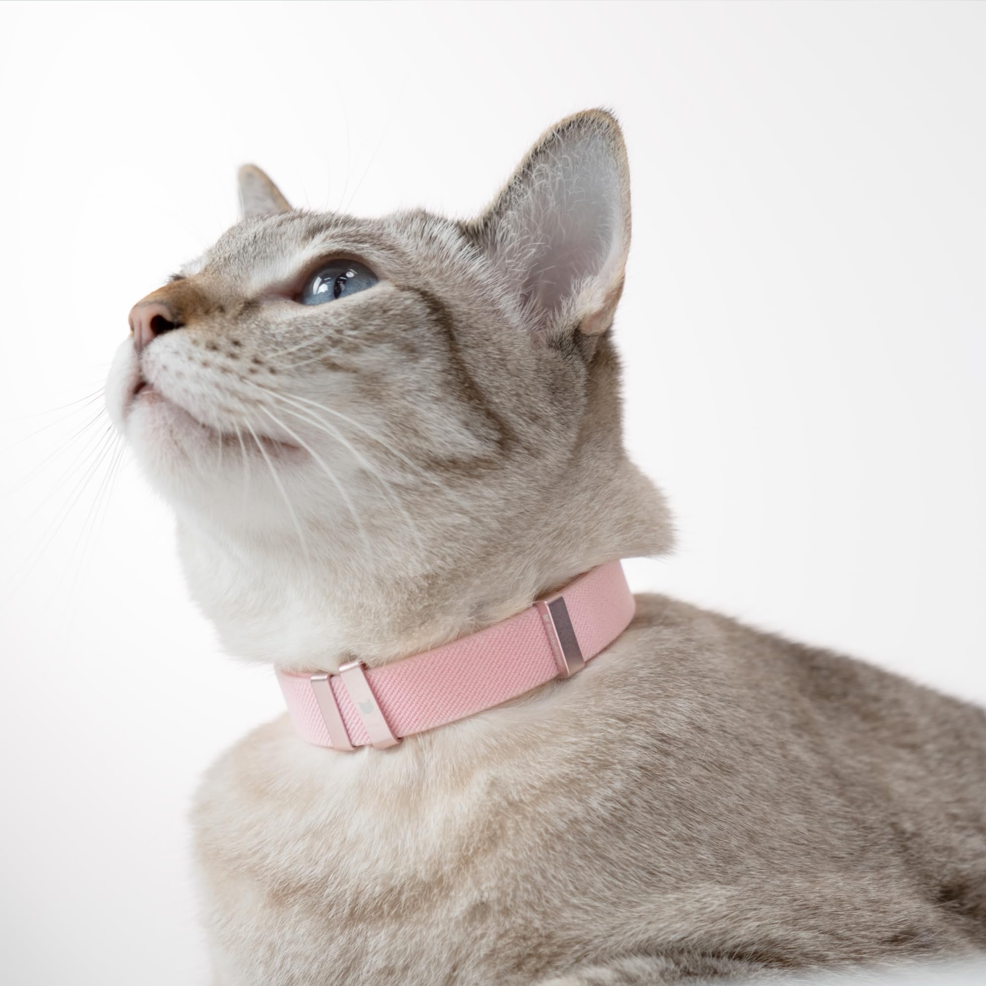 Collar de gato antiasfixia, collar elástico para mascotas, collar delgado y transpirable, longitud 5.9-11.8 pulgadas, 10 colores (dorado)