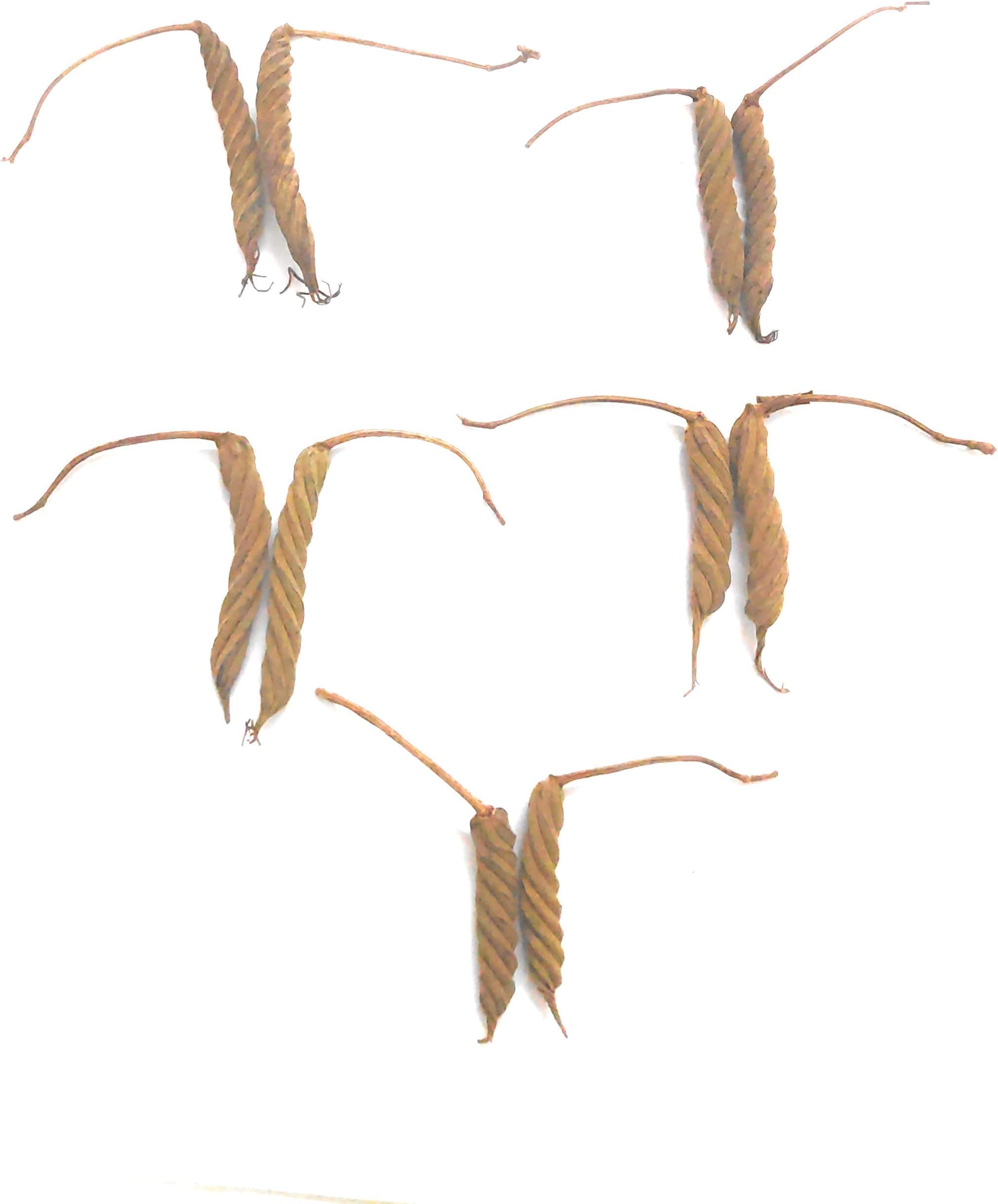 Edamuri Wood Balamuri Yedamuri Balamudi Nuli Kayalu Murad Phalli - 5 Pairs