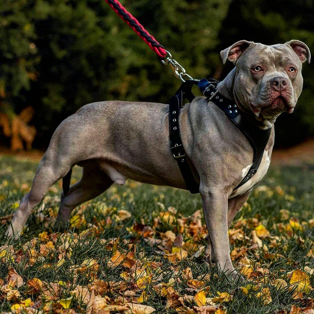 Bestia Style - Arnés de piel auténtica para perros de razas medianas a extragrandes, arnés de chaleco antitirones, placa de pecho acolchada, hecho a mano en Europa, se adapta a Rottweiler, Doberman