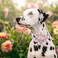 Vista 95 de Lionheart glory Collar de perro con bandera estadounidense, collar de flores para perro del 4 de julio, resistente y ajustable, collar patriótico