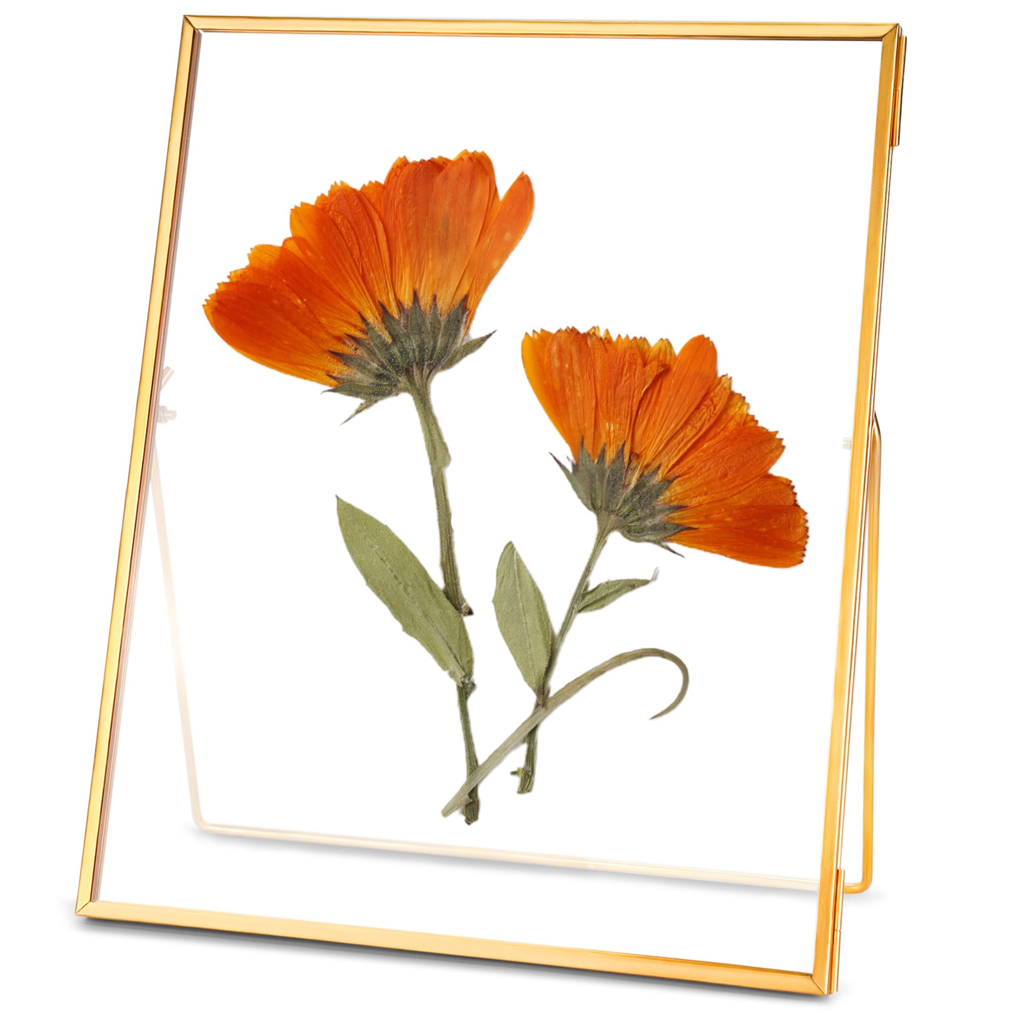 Glass Pressed Flower Frame Handmade, Floating Picture Frames for Pressed Flowers, Tabletop Artwork Photo Frames, Brass Desk Picture Frame for Home Office Plant Specimen, Gold, 8x10 Inches