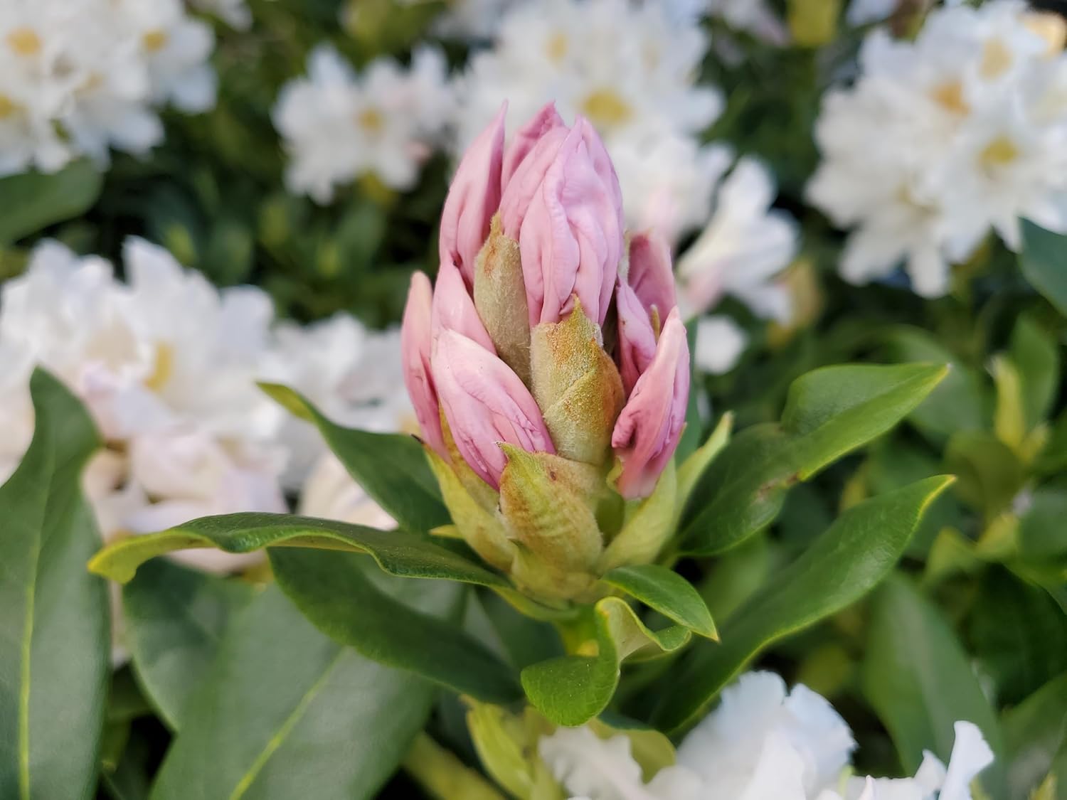Live Plant from Green Promise Farms - Rhododendron cat. Cunninghams White #2 Gallon Size Container White Flowers - Does NOT Ship to AZ, CA, HI, ID, MT, NV, OR, PR, UT & WA!