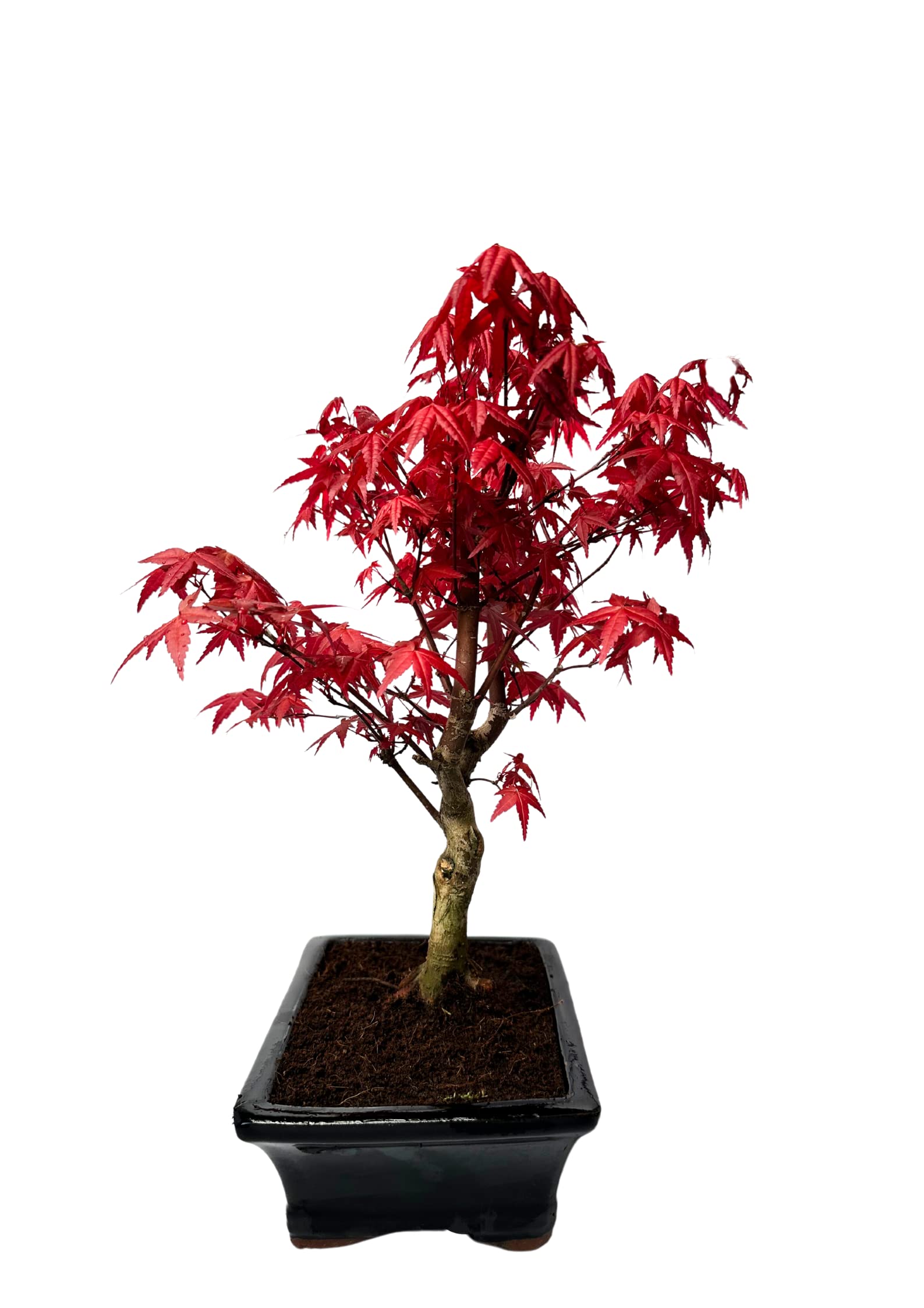 Bonsai DE - Bonsai baum Japanischer Fächerahorn - Acer (Ahorn) Deshojo bonsai bäume/Japanische Ahorne/mit roten Blättern/baum ist 30-45 cm hoch