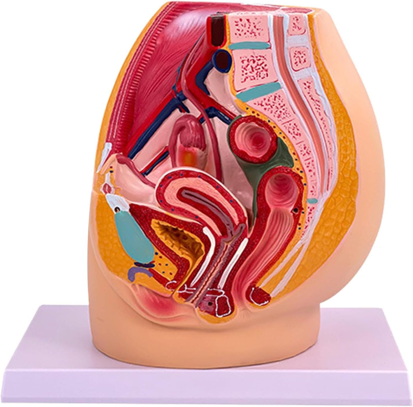 YNIYUJKL Female Pelvic Skeleton Model - 2-Part Anatomy Model With Muscles, Urinary And Reproductive Systems For Educational Use