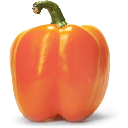 Orange Bell Pepper