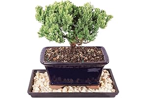 Brussels Bonsai Live Green Mound Juniper Bonsai Tree