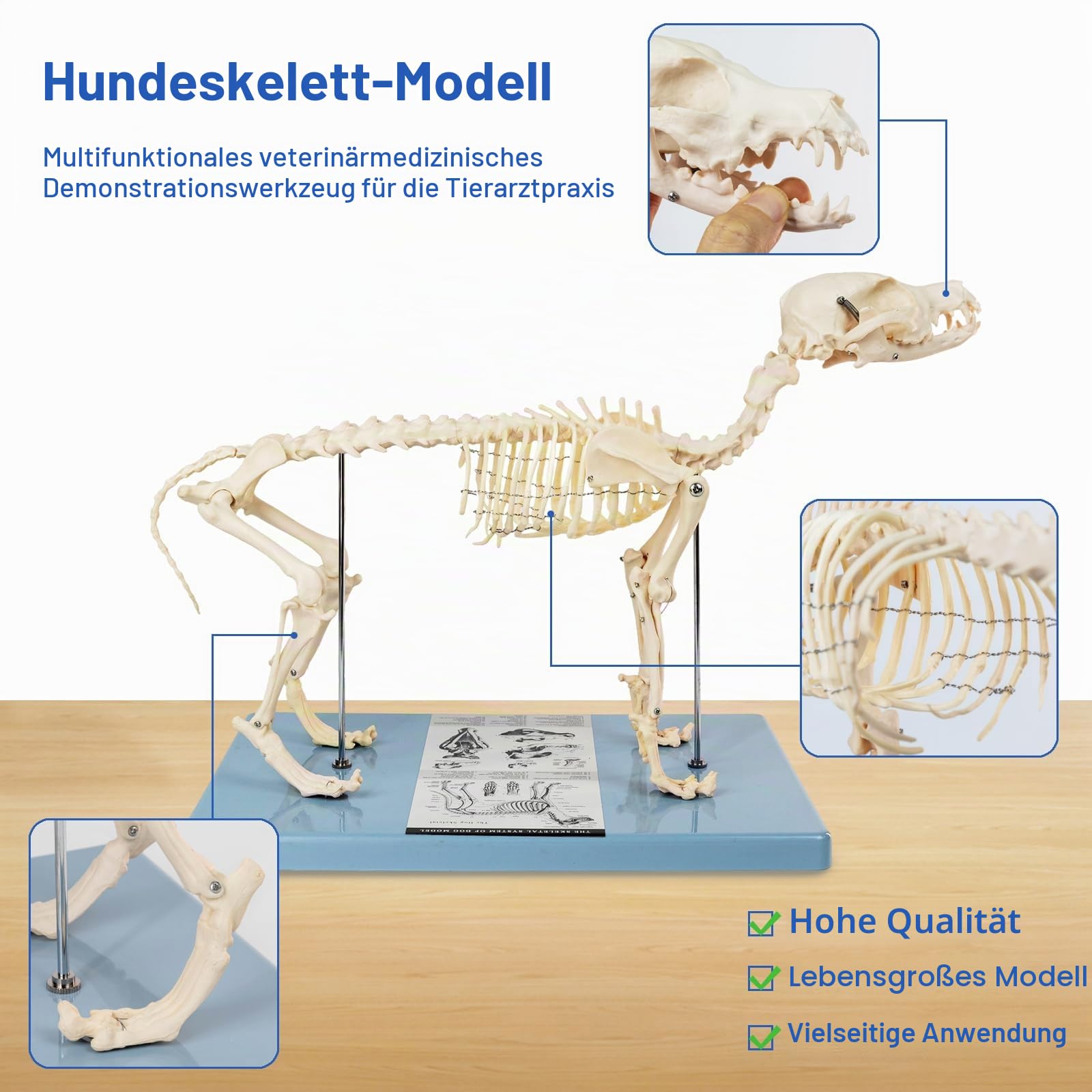 Lebensgröße Hundeskelett Knochenmodell, Standardgröße 19,3 "x7,9" x13,8 "Medizinisches anatomisches Hundeskelettmodell, Tiere Anatomische Modellanzeige Labor Lehren Veterinärmedizin