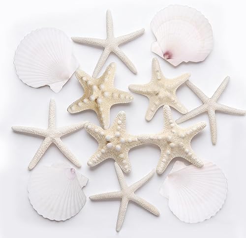 Estrella de mar natural grande (3-5 pulgadas) y conchas de vieira (4 pulgadas), 12 unidades, conchas marinas para manualidades, fiestas temáticas