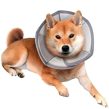 Amazon | SKATT WORKS エリザベスカラー 犬 猫 去勢手術 傷舐め