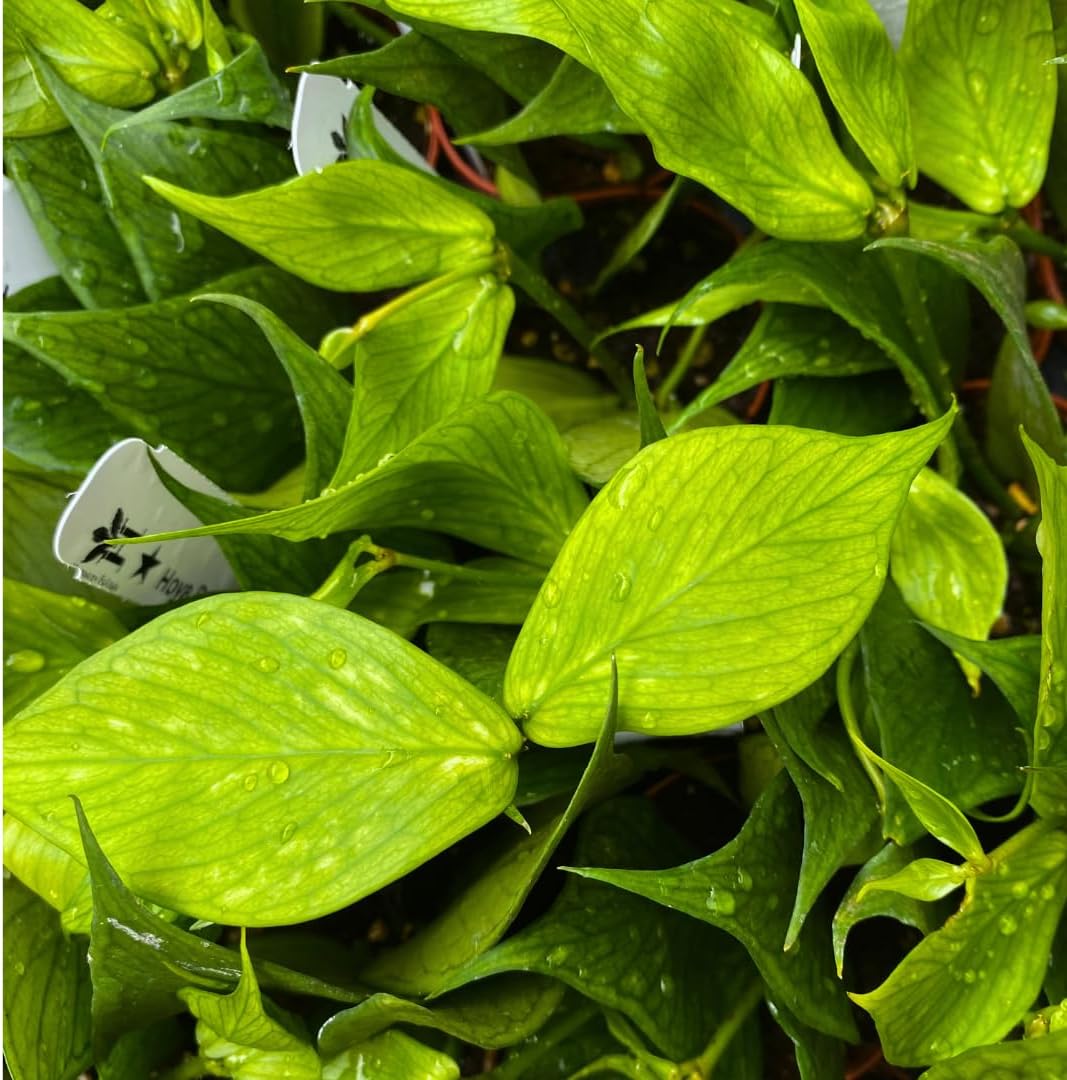 Hoya Polyneura Wholesale in 2 inch Pots 90-Pack Bulk