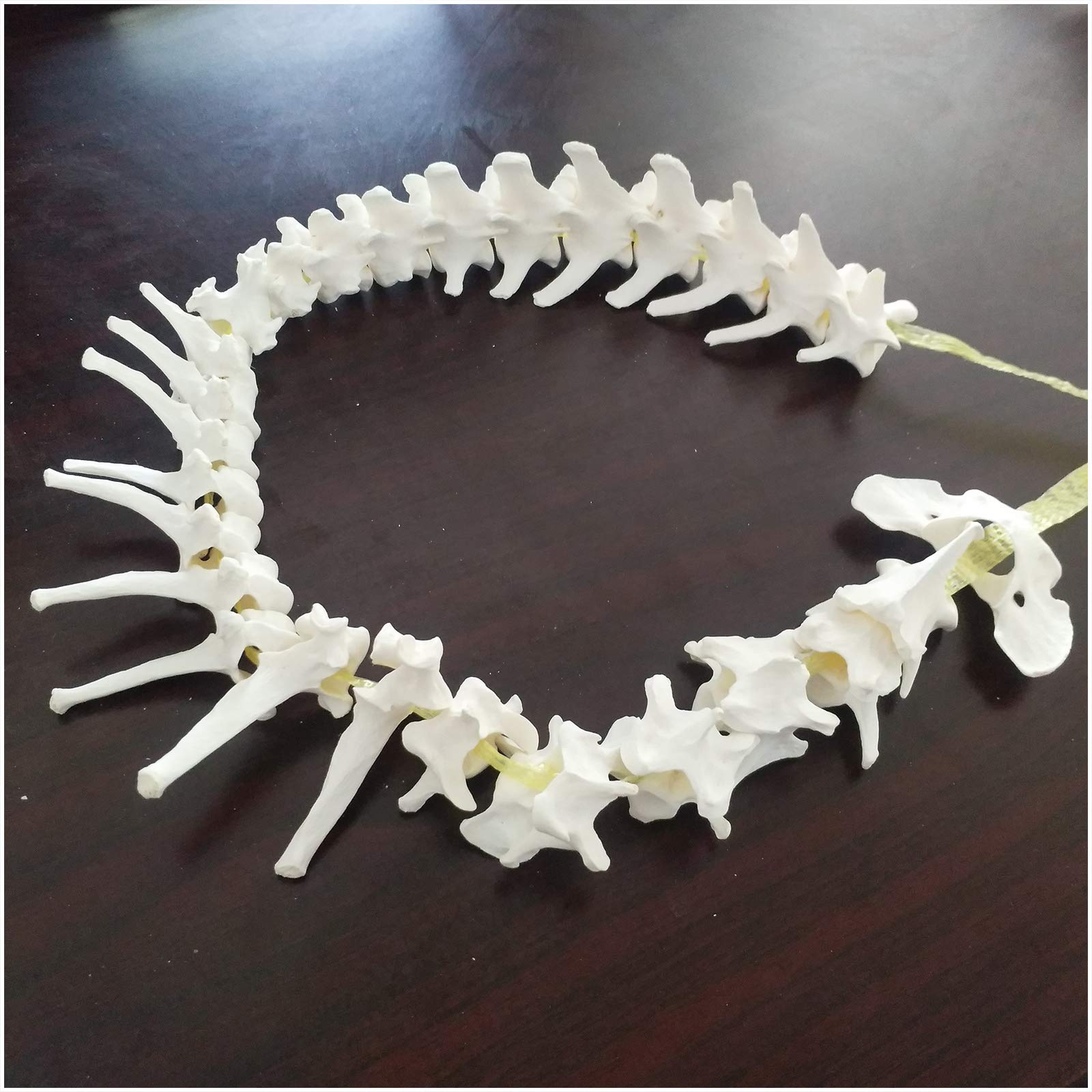 Lehre Ressourcen Hundewirbelsäule Modell - Hund Skeleton Knochen Modell Dog Wirbelsäule Modell - Tier Canine Anatomische pädagogische Eckzettel-Rücken-Modell - für Veterinärstudie Lehre,A