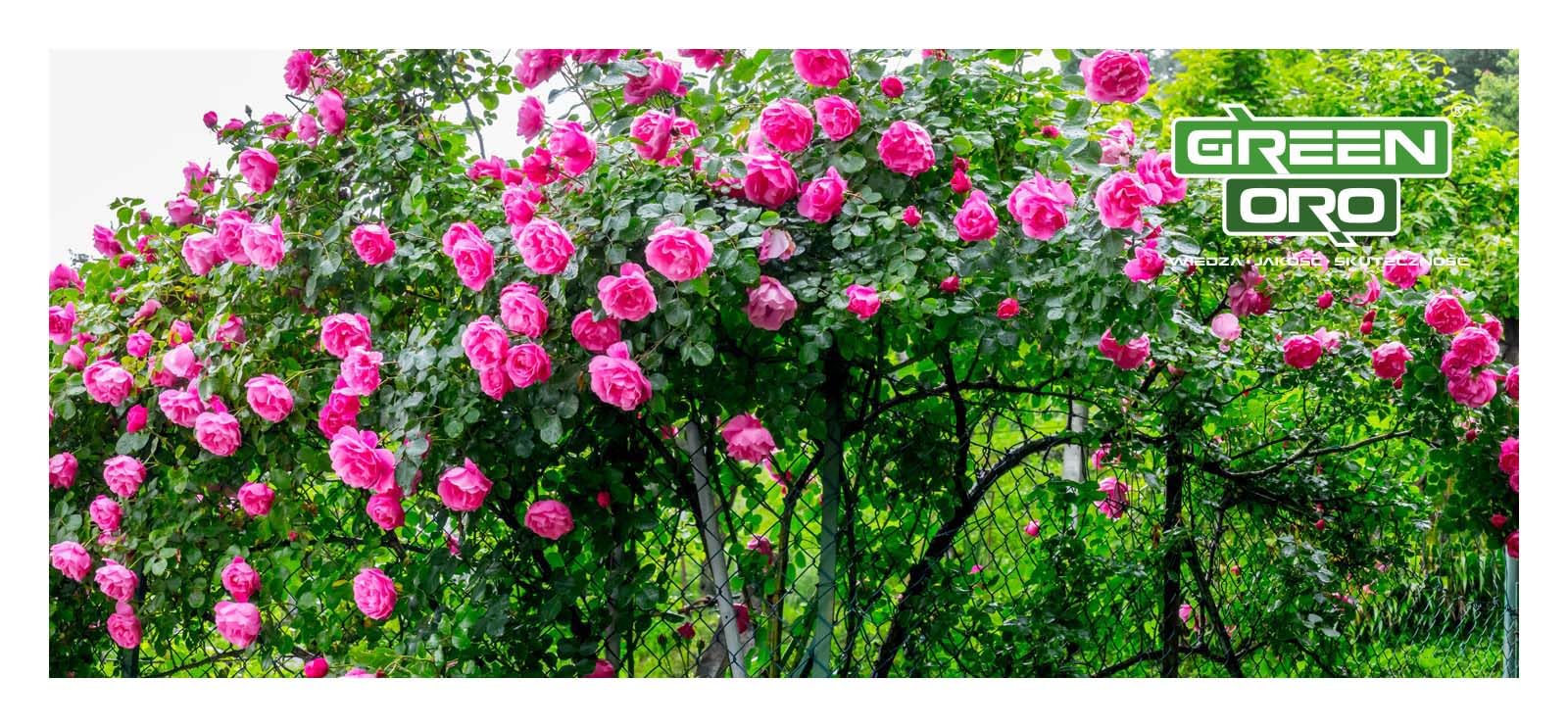 FLOWERS AKI 24kg Herbstdünger für Rosen, Blumen und Zierpflanzen geeignet