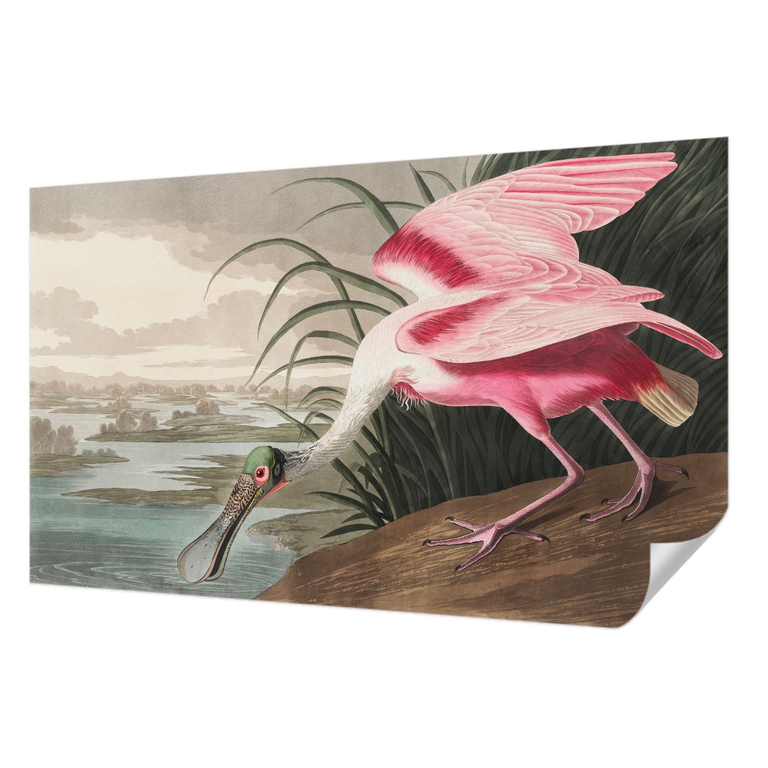 Papier Peint Haute Qualité Panoramique 416x254 cm Oiseau Exotique Pose Murale