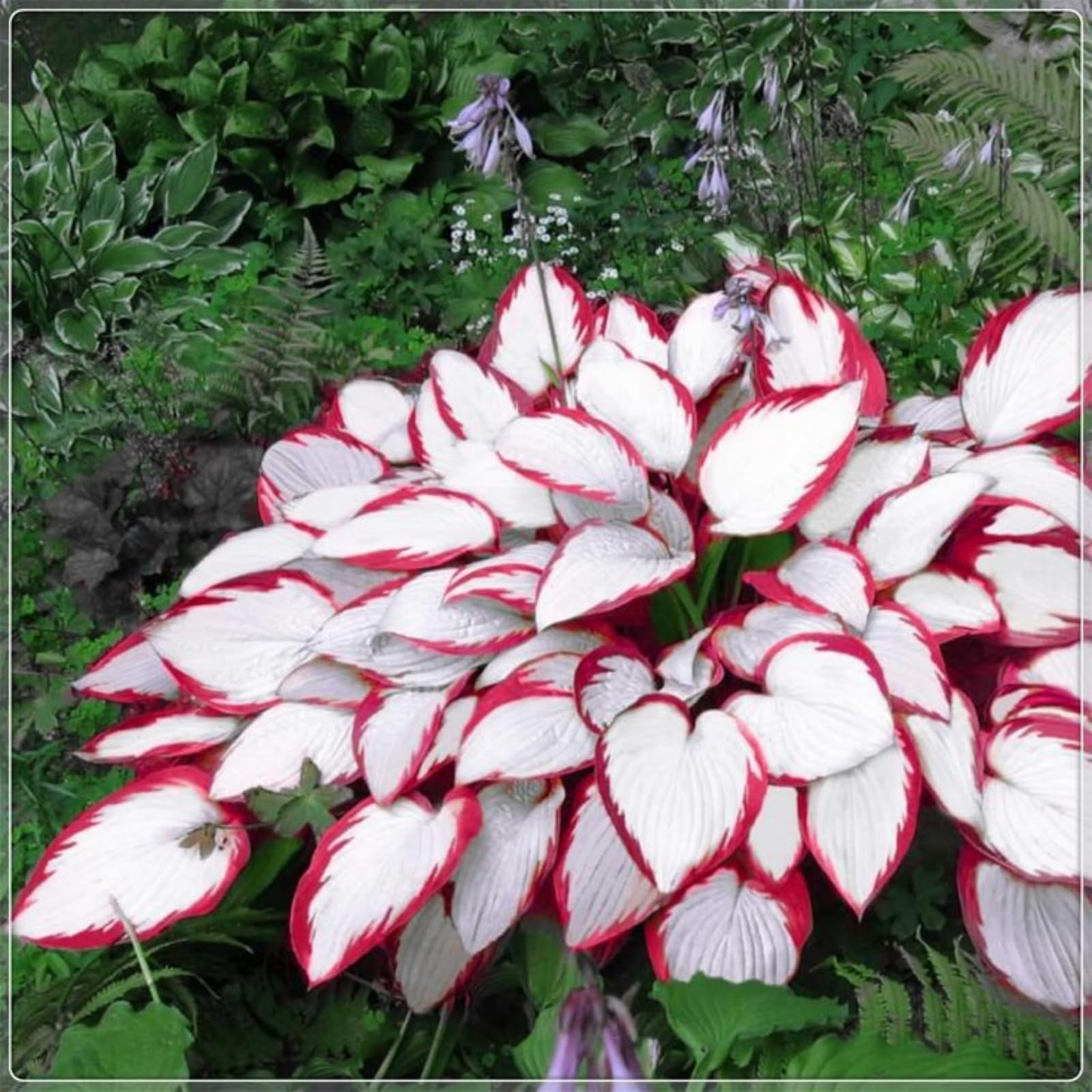 Imperial Hosta Bulbs in Bulk - Hardy Perennial, Timeless Elegance & Breathtaking Blooms, Perfect for Stunning Garden Displays-6 Bulbs-G