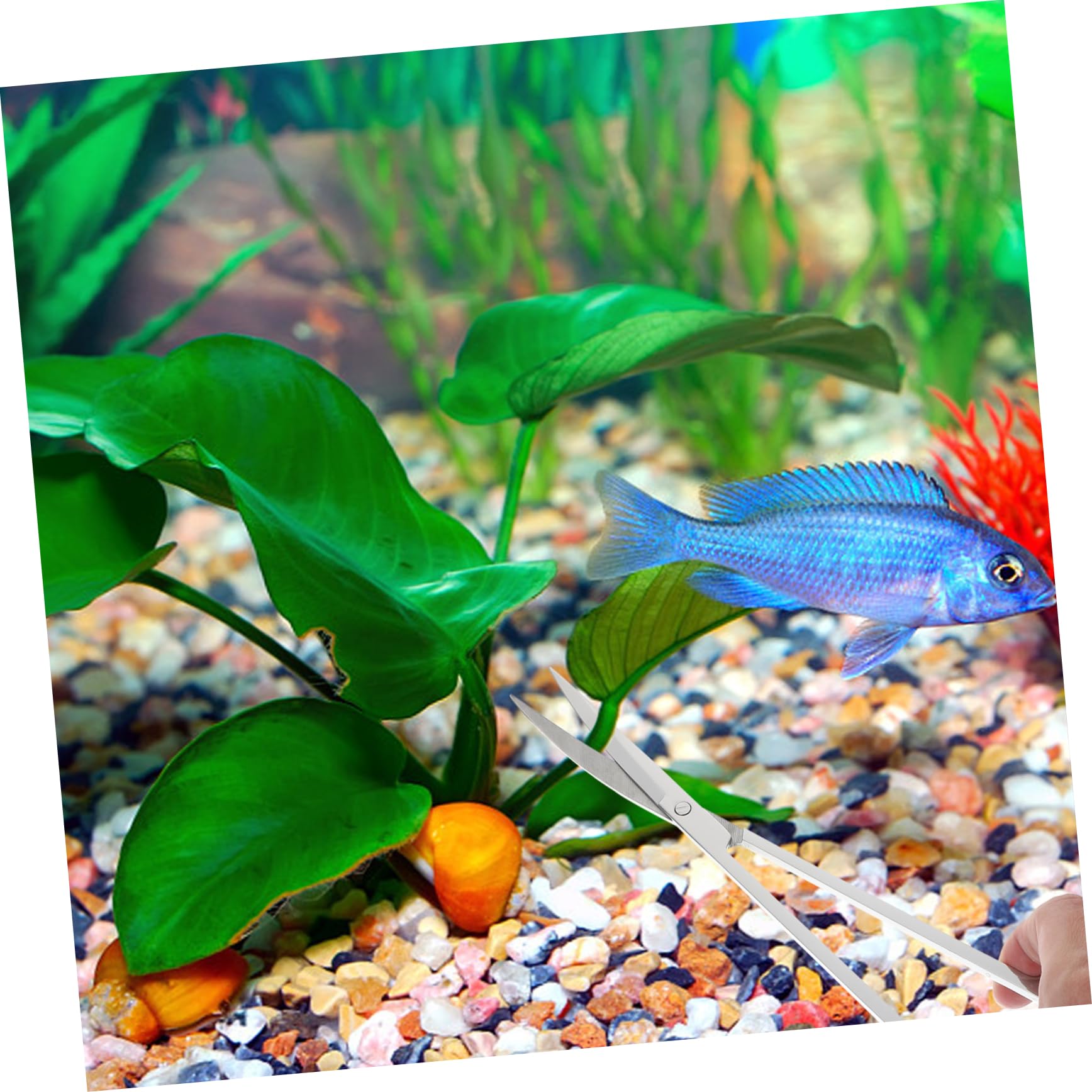 Edelstahl Aquarienschere Satz für Wasserpflanzen und Deko