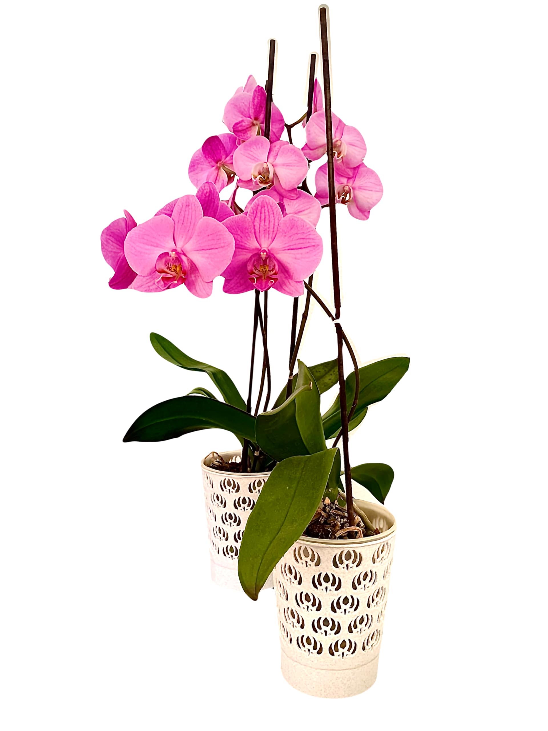 Lonesito Maceta Orquidea (2 Unidades) - Maceta con Agujeros para Orquídea - 14 Cm de Altura - Diseño diferenciador, Elegante y Atractivo - Maceta de Plastico Blanco para Orquídea