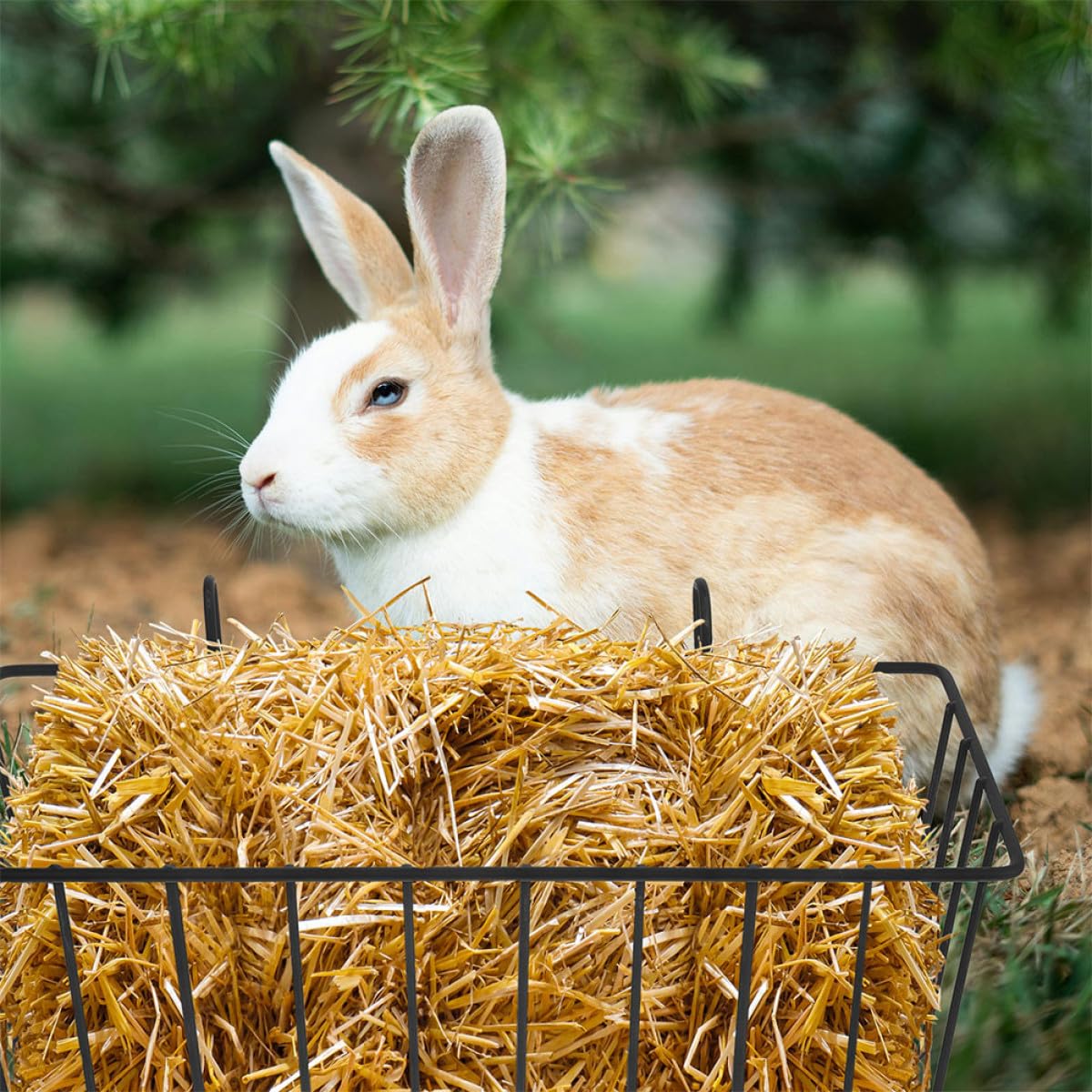 ULTECHNOVO Lot de 5 Râteliers à Foin pour Lapins en Fer Noir Résistants à l'usure Design Suspendu pour Cage d'animaux Petits Tels Que Chinchillas
