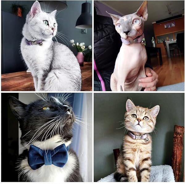 猫 首輪 鈴付き 名前入り&電話番号刻印 迷子札付き カスタマイズ ペット首輪 ID 猫小型犬に適用 (S, イエロー) - 4