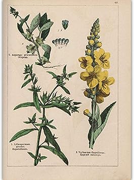 Amazon ヴィンテージ植物ハーブポスターとプリント植物の花ロシア語壁アートキャンバス絵画写真家の装飾60x80cmフレームレス ウォールステッカー オンライン通販