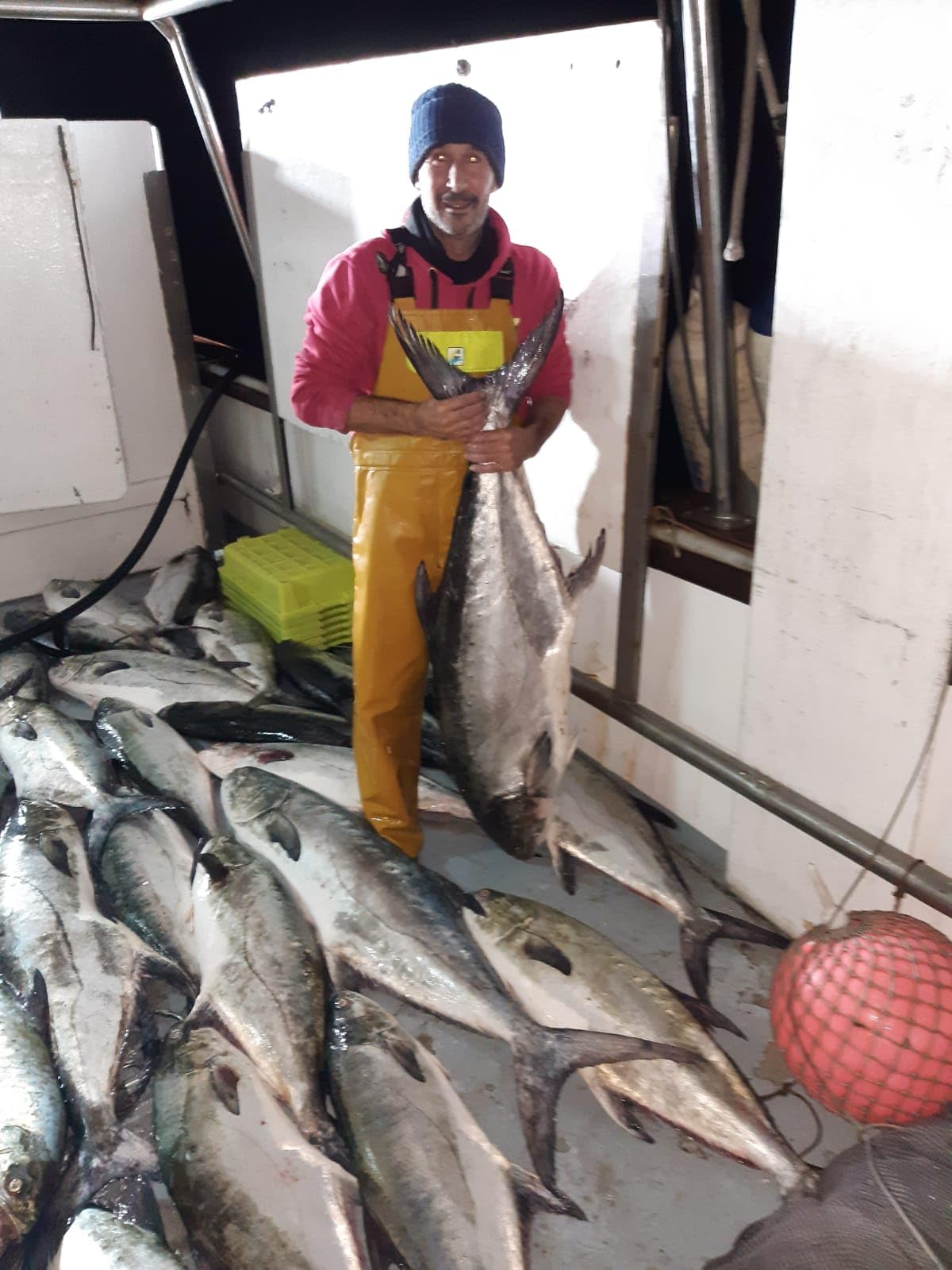 Los Picones Gourmet® Bonito del Norte Entero (Aprox. 1.500 kg) I Conservas de Pescado Gourmet I Pescado Fresco I Salazones y Ahumados I Aperitivos Gourmet I Tapas Españolas.