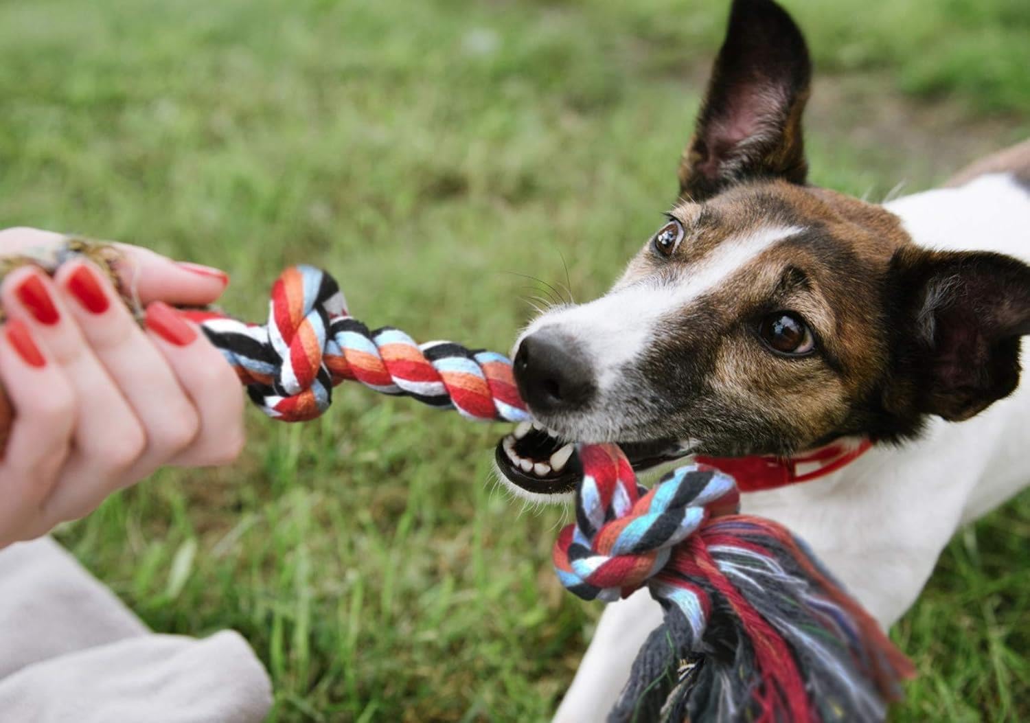 Valkyrie 4’lü Köpek Diş İpi Oyuncağı Seti Isırma Çekiştirme Eğitim Toplu Halat Oyuncak