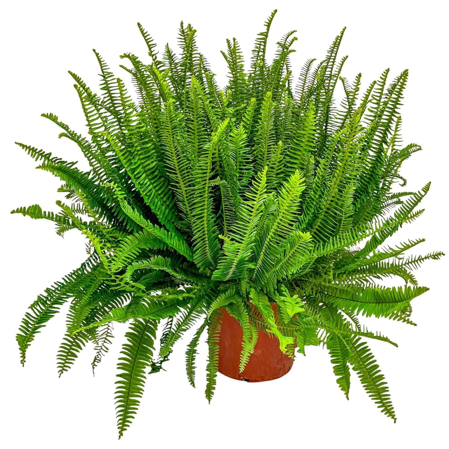 Kimberly Queen Fern Plant 3 Gallon
