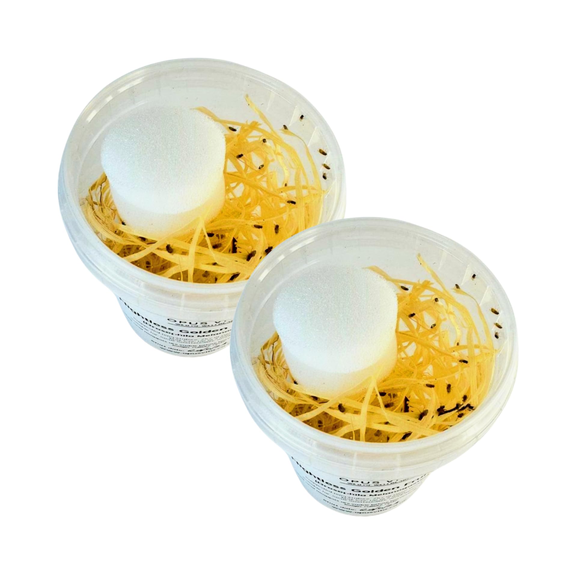 Flightless Fruit Flies - D. Hydei - Live Food/Culture - For Jumping Spiders (Fresh Culture x 2 Pack)