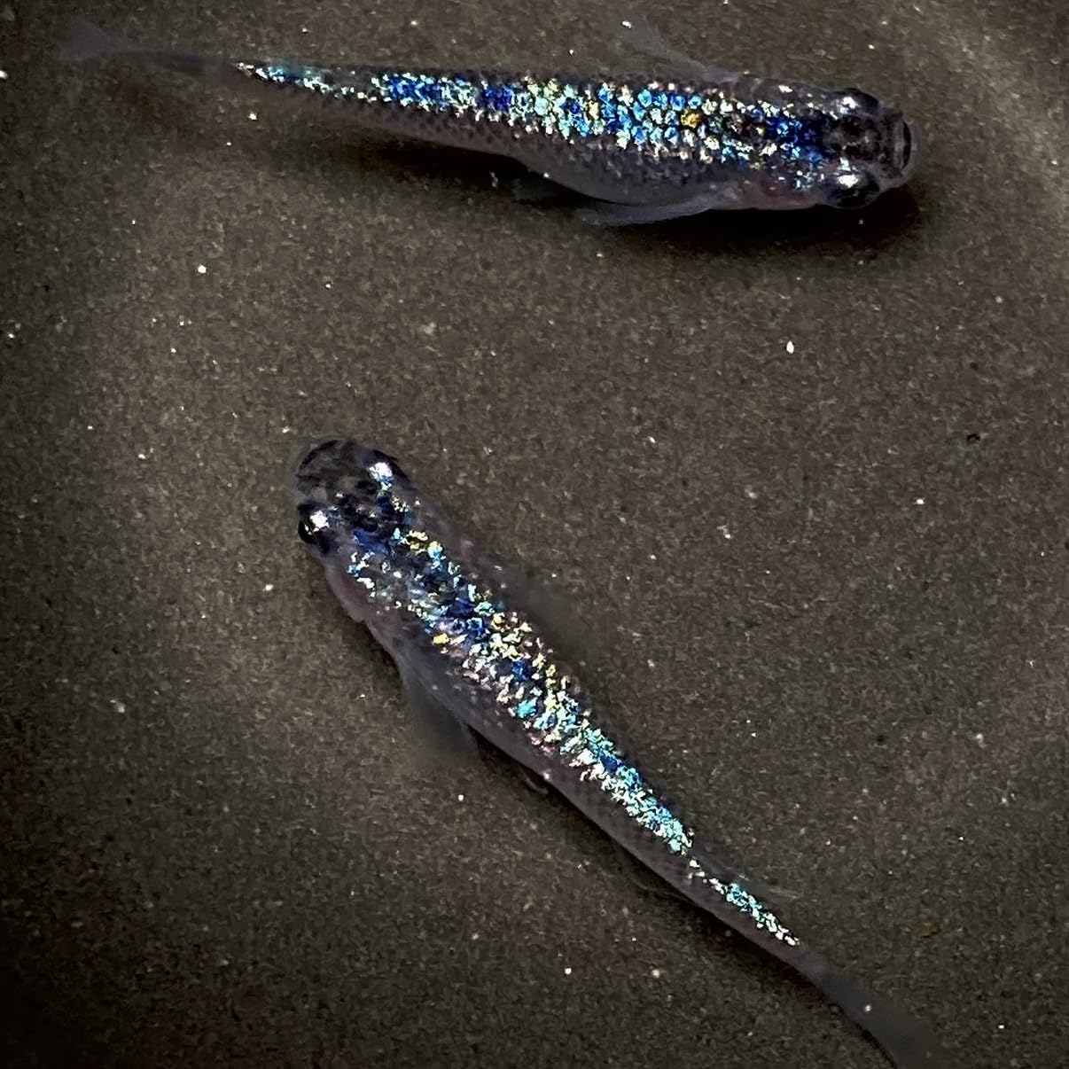 Amazon | 【貴凌めだか】サファイア メダカ 未選別 稚魚 7mm〜15mm 10