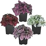 Polka Dot Plant Collection (4-Pack) - Live Houseplants, Small Indoor Plants, Hypoestes (Red, White, Rose, and Pink) - Colorful, Air-Purifying House Plants (Collection)