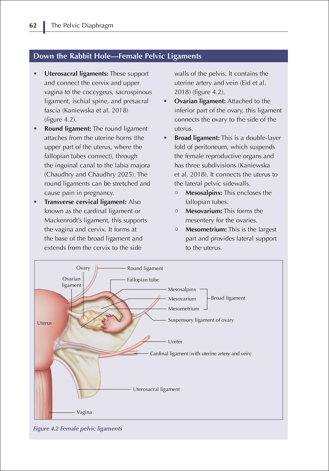 The Pelvic Diaphragm: Treating Pain and Dysfunction from a Global Anatomical Perspective