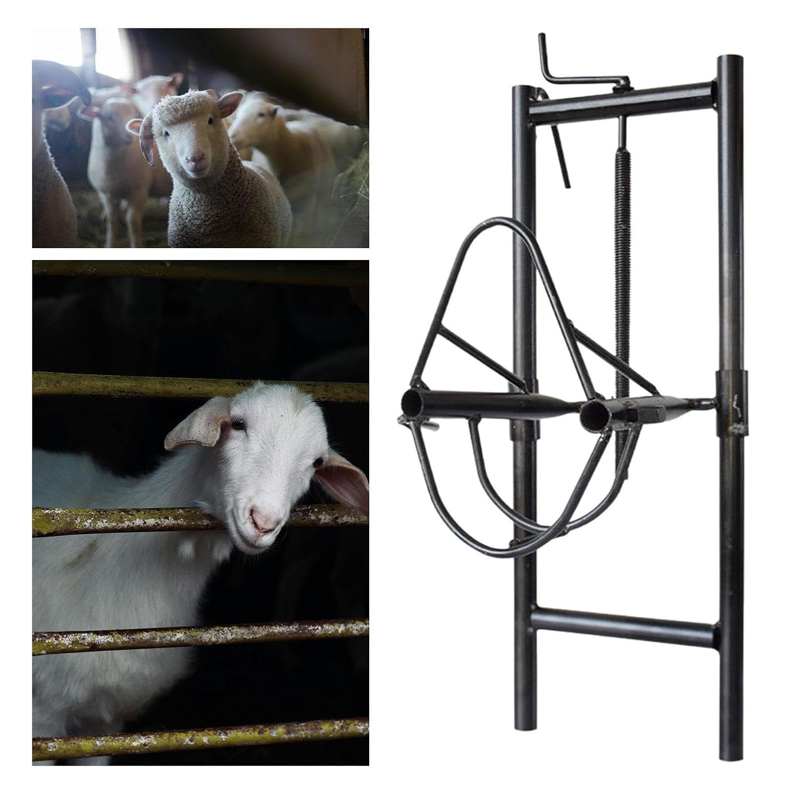 Soporte de Cabeza de Oveja Ajustable, Acero de 1.6mm, Ajuste de Altura, sujeción Segura Durante Las Tijeras y el Cuidado de la pezonza, diseño Robusto para Cabras y ovejas, fácil Montaje en la Valla