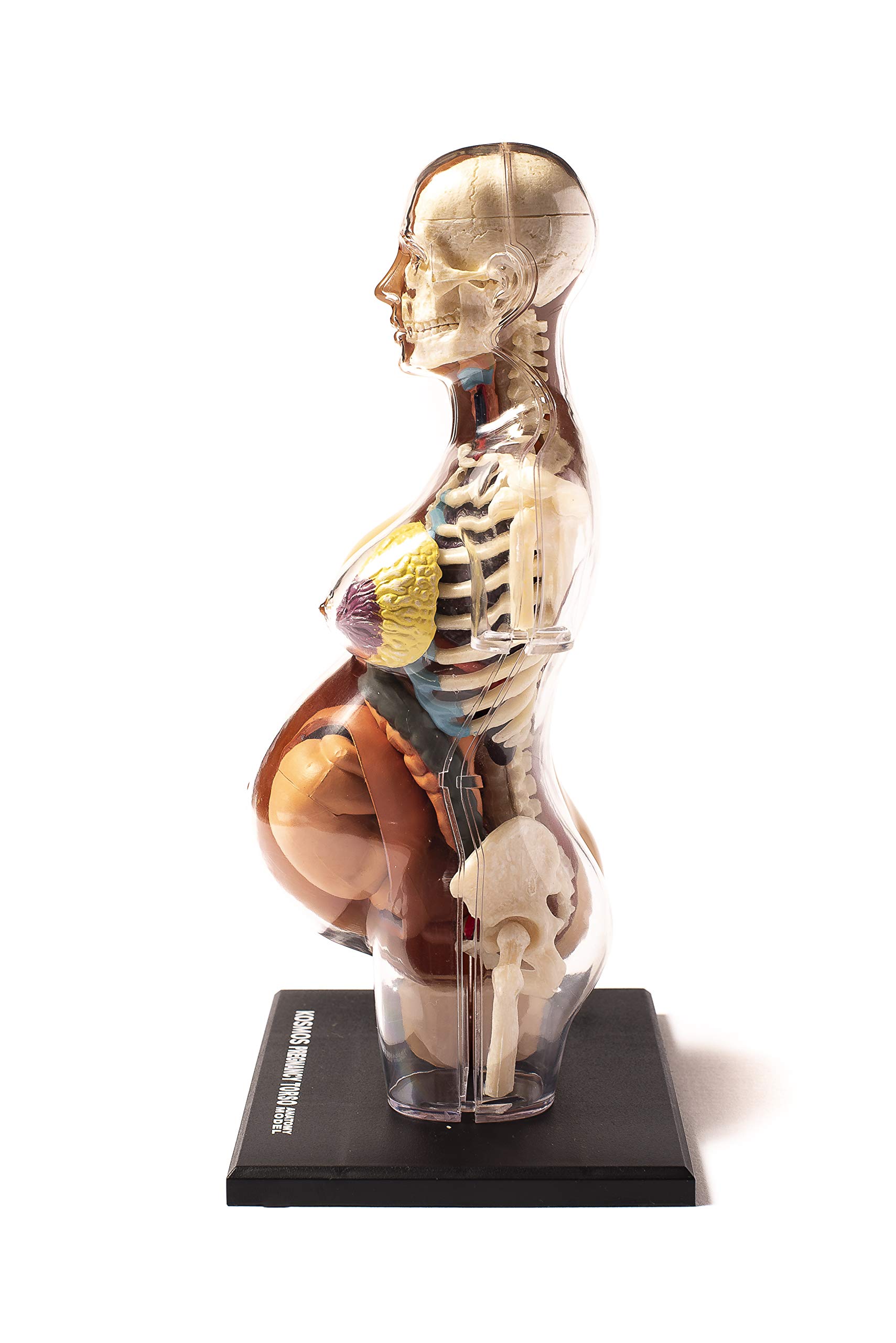 Thames & Kosmos , 260840, Human Pregnancy Anatomy Model, Learn About Human Pregnancy, 30+ Parts with Stand, Ages 8+