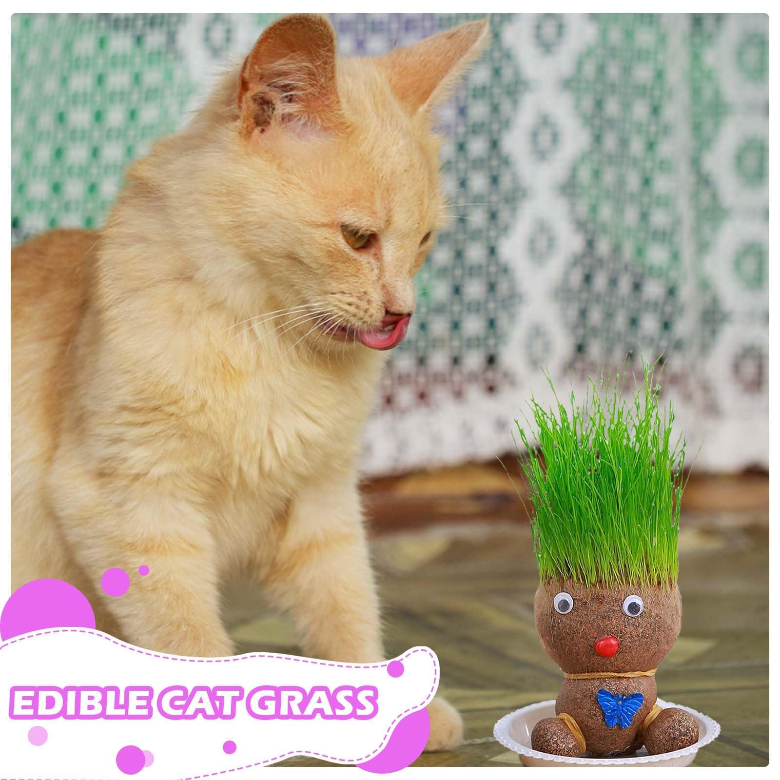 Tête d'herbe, tête de fleurs, tête d'herbe, plante de poupée, plante de poupée pour enfants, mini bonsaï herbe, tête de fleur, tête d'herbe, bonsaï, avec plateau, plantes en pot pour chambre