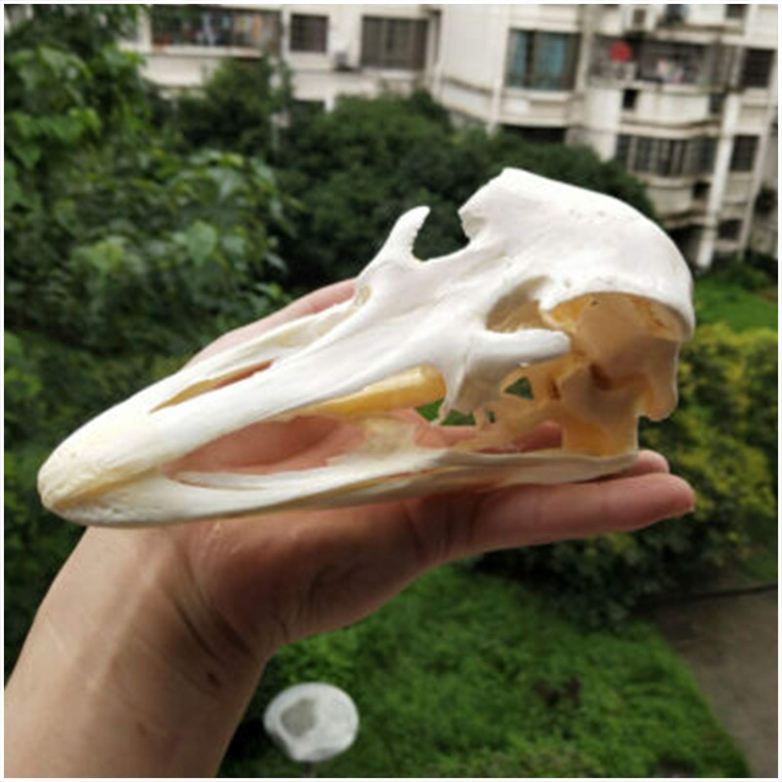 Amazon.co.jp: ダチョウの頭蓋骨標本 - 動物の頭蓋骨モデル - 鳥の