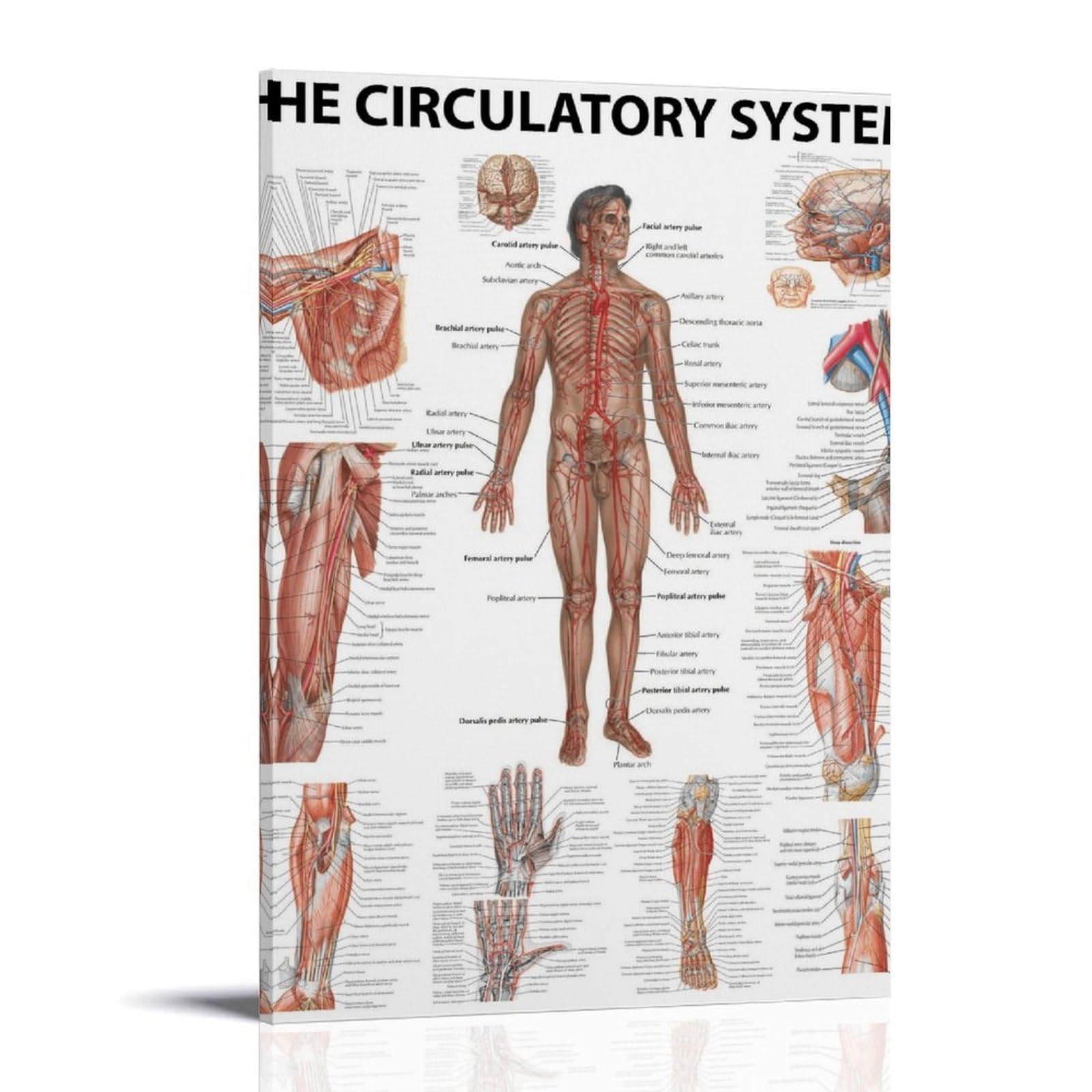 The Human Circulatory System nowoczesne wydruki na płótnie, obrazy dekoracyjne do pokoju chłopca lub dziewczynki, obrazy ścienne do salonu i obrazów z motywami świątecznymi, 30 x 40 cm