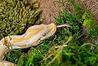 Vista 2 de Galápagos (05213) Terrario verde musgo esfagnum, natural, 4 cuartos de galón