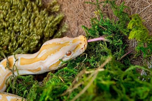 Miniatura 3 de Galápagos (05213) Terrario verde musgo esfagnum, natural, 4 cuartos de galón