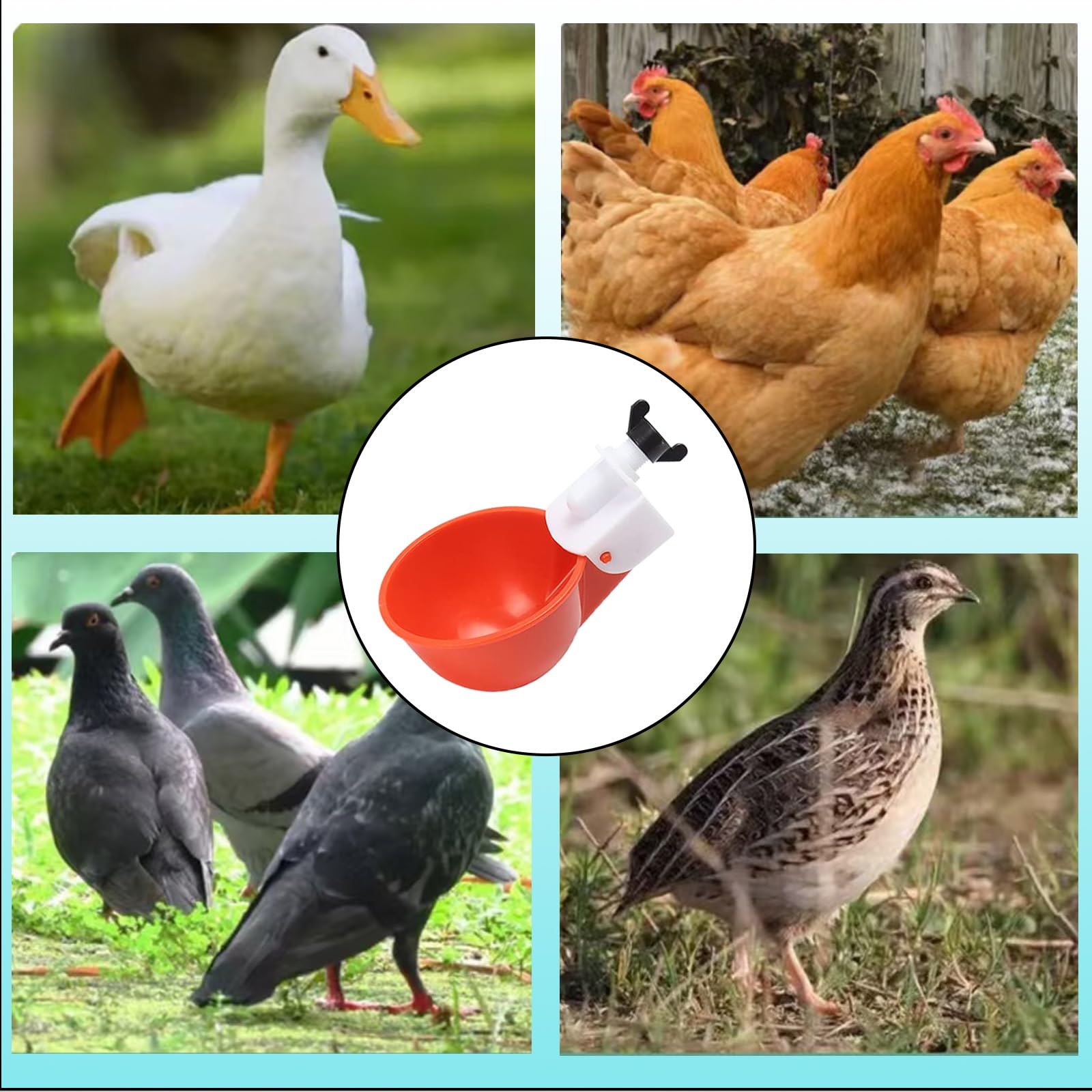 5 Piezas Bebedero gallinas,Bebedero gallinas automatico,comedero,para Pollos con Taladro,para Pato,Ganso,turquía,Paloma, DIY Agua para Pollos automática Kit