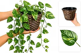 Arranjo C/ 3 Trepadeiras + Vaso Trançado Marrom | Plantas para Decoração de Casa, Sala De Estar, Casamento & Escritorio (Folhas de Jiboia)