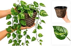 Arranjo C/ 3 Trepadeiras + Vaso Trançado Marrom | Plantas para Decoração de Casa, Sala De Estar, Casamento & Escritorio (Folhas de Jiboia)