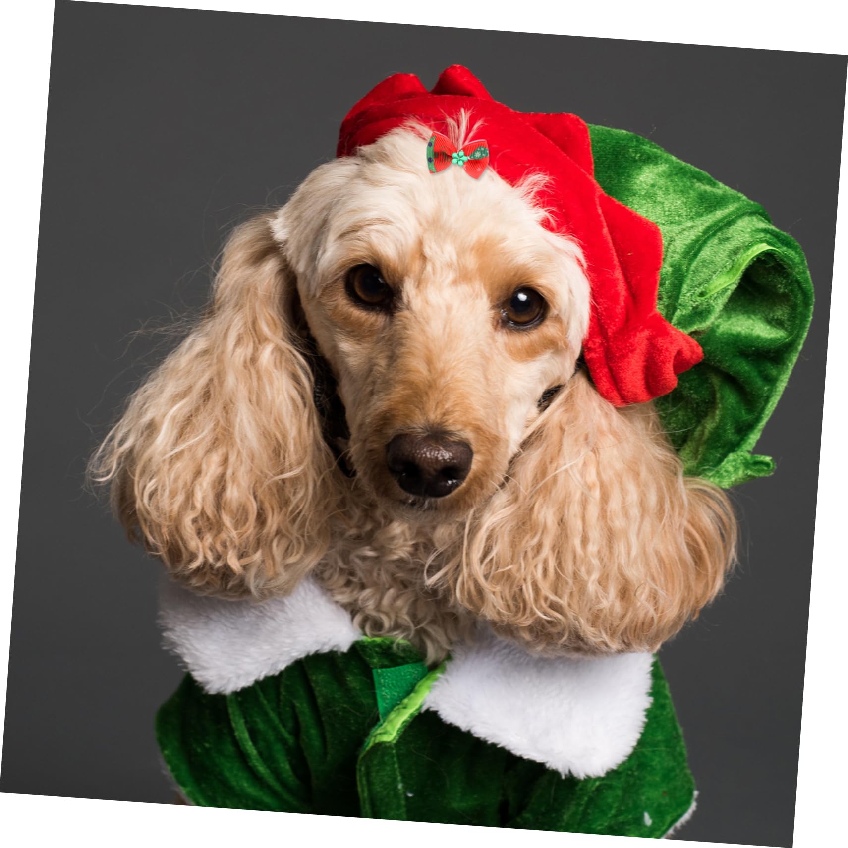 Toddmomy 200 Piezas Cuerda de Pelo de Perro Accesorios para Perros para Perros pequeños Ropa de Perro para Perros pequeños niña Anillo de Pelo de Mascota Lazo para el Pelo de Mascotas