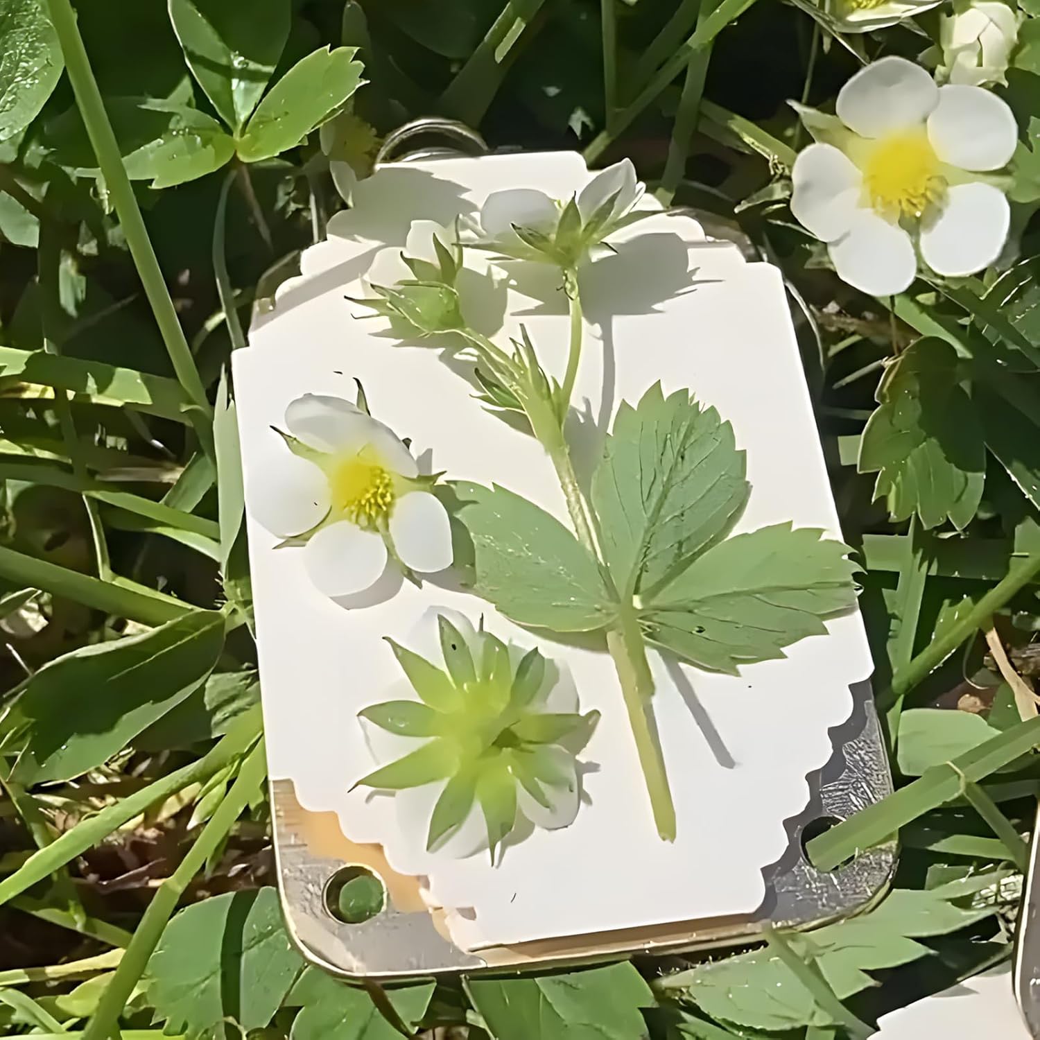 NIXNEHC Micro Mini Flower Press Kit, Miniature Flowers Pressing, Small Pocket Sized Metal Flower Press, DIY Pressed Plant Preservation Kit for Arts and Crafts Lovers, Plant Lover Gifts