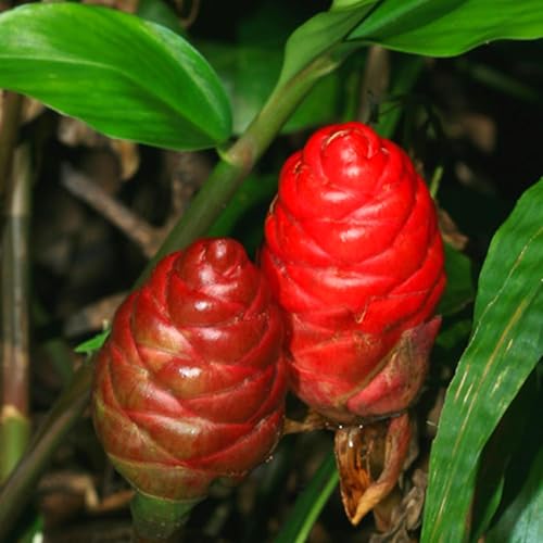 Miniatura 2 de Zingiber Zingiber Zerumbet - 4 raíces de jengibre para plantar, bulbos de flores de lirio de jengibre rojo, raíces de piña comestibles, 1 año de edad