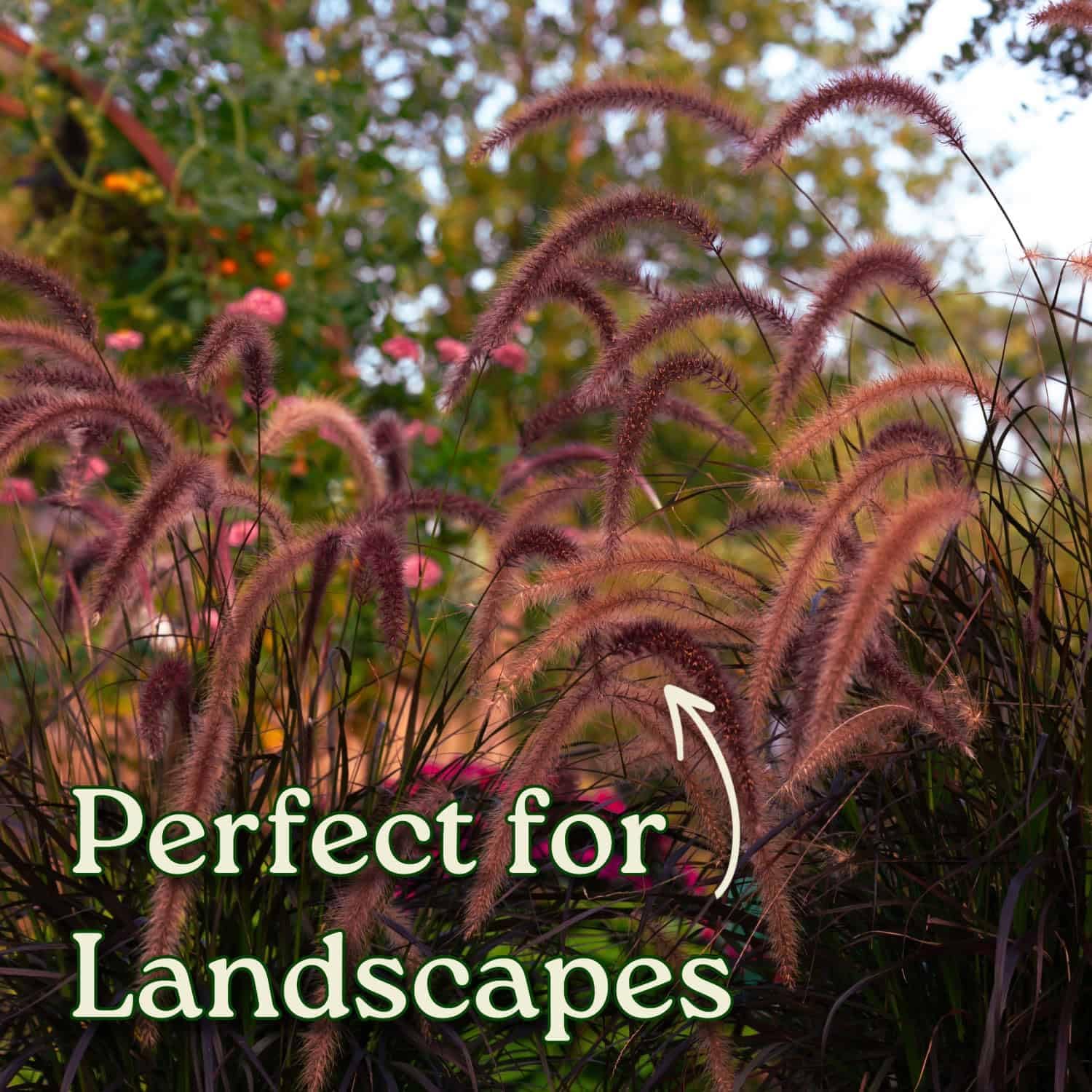 Ornamental Grasses (Red Fountain Grass, 1 Gallon/6" Nursery Pot)
